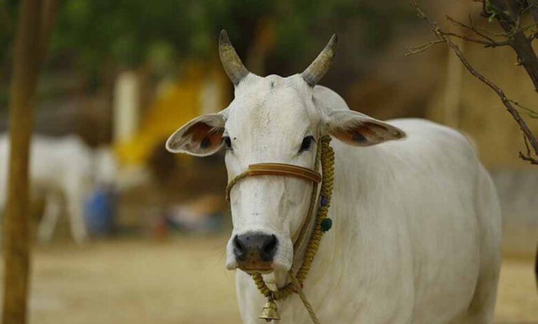 जब-आवारा-कुत्तों-से-बचने-के-लिए-एक-गाय-इमारत-की-तीसरी-मंजिल-पर-चढ़ी