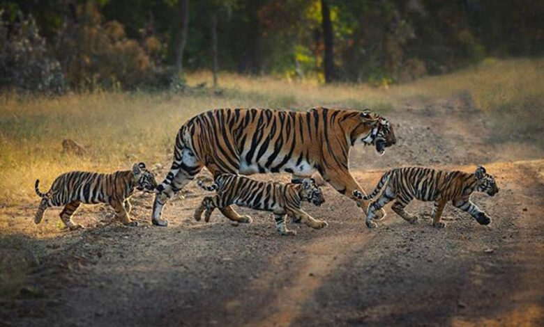 काठमांडू में गूंजेगी भोपाल के बाघों की कहानी, 42 देशों के वैज्ञानिक करेंगे अध्ययन काठमांडू-में-गूंजेगी-भोपाल-के-बाघों-की-कहानी,-42-देशों-के-वैज्ञानिक-करेंगे-अध्ययन