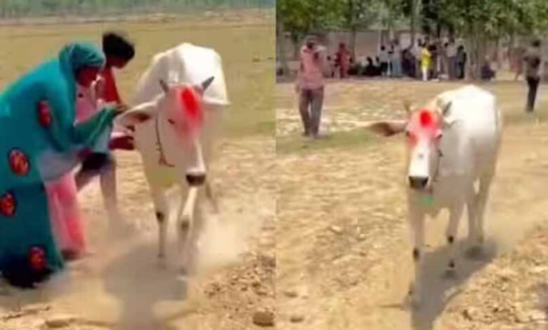 श्रावस्ती में 7 दिन खेत में चक्कर लगाती गाय, बीमारी निकली वजह श्रावस्ती-में-7-दिन-खेत-में-चक्कर-लगाती-गाय,-बीमारी-निकली-वजह