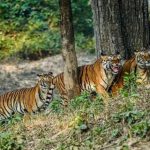 आज-से-बंद-हुए-cg-के-टाइगर-रिजर्व-और-वन्यजीव-अभयारण्य,-पर्यटकों-की-एंट्री-पर-रोक