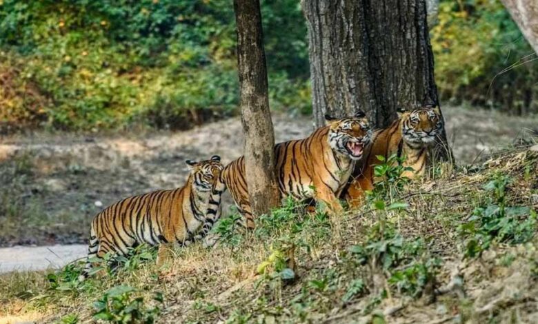 आज से बंद हुए CG के टाइगर रिजर्व और वन्यजीव अभयारण्य, पर्यटकों की एंट्री पर रोक आज-से-बंद-हुए-cg-के-टाइगर-रिजर्व-और-वन्यजीव-अभयारण्य,-पर्यटकों-की-एंट्री-पर-रोक