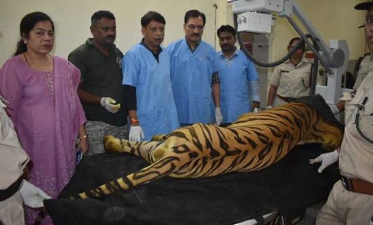 खिवनी-अभयारण्य-से-लाए-गए-घायल-बाघ-“युवराज”-का-वन-विहार-में-हो-रहा-उपचार