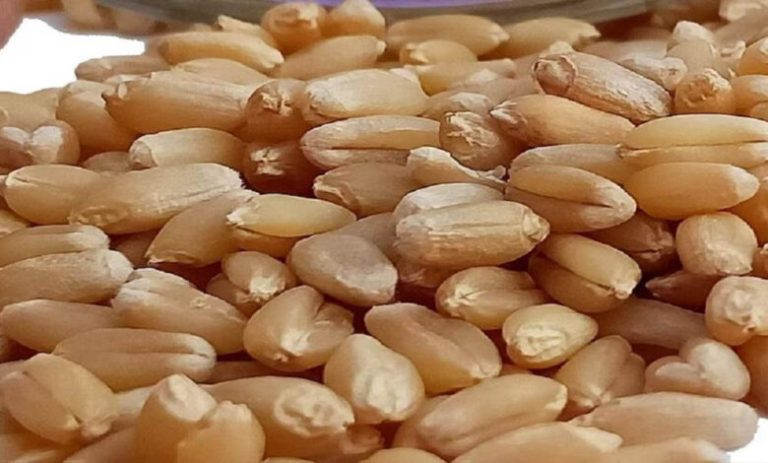 मध्य-प्रदेश-के-शरबती-गेहूं-ने-तोड़ा-7-साल-का-रिकॉर्ड,-₹6,500-प्रति-क्विंटल-पार;-आटा-हो-सकता-है-महंगा
