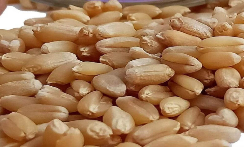 मध्य-प्रदेश-के-शरबती-गेहूं-ने-तोड़ा-7-साल-का-रिकॉर्ड,-₹6,500-प्रति-क्विंटल-पार;-आटा-हो-सकता-है-महंगा