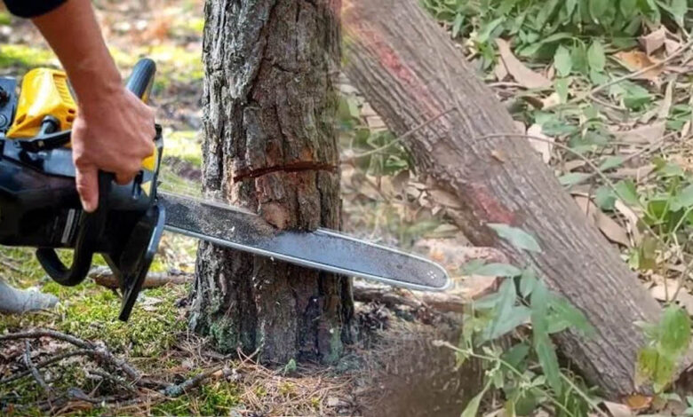 रातापानी-बफर-जोन-में-बड़ा-वन-घोटाला?-680-पेड़ों-की-अनुमति,-कट-गए-हजारों;-मानसून-सत्र-में-गूंजेगा-मामला