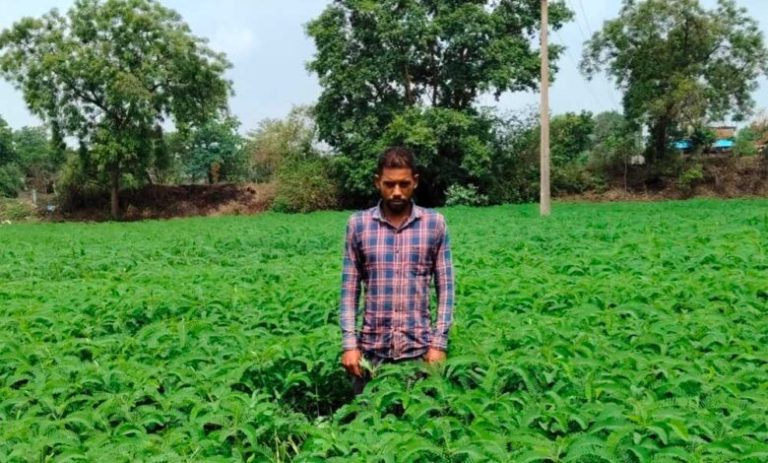 प्राकृतिक-खेती-को-बढ़ावा-देने-की-पहल-ला-रही-बदलाव,-हरी-खाद-अपनाकर-आत्मनिर्भर-खेती-की-राह-पर-बढ़-रहे-किसान