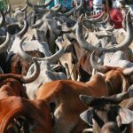 जब्त-मवेशियों-की-कस्टडी-पर-बड़ा-फैसला-आएगा,-हाईकोर्ट-तय-करेगी-कोर्ट-के-अधिकार