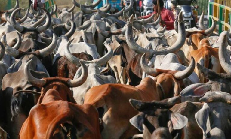 जब्त-मवेशियों-की-कस्टडी-पर-बड़ा-फैसला-आएगा,-हाईकोर्ट-तय-करेगी-कोर्ट-के-अधिकार