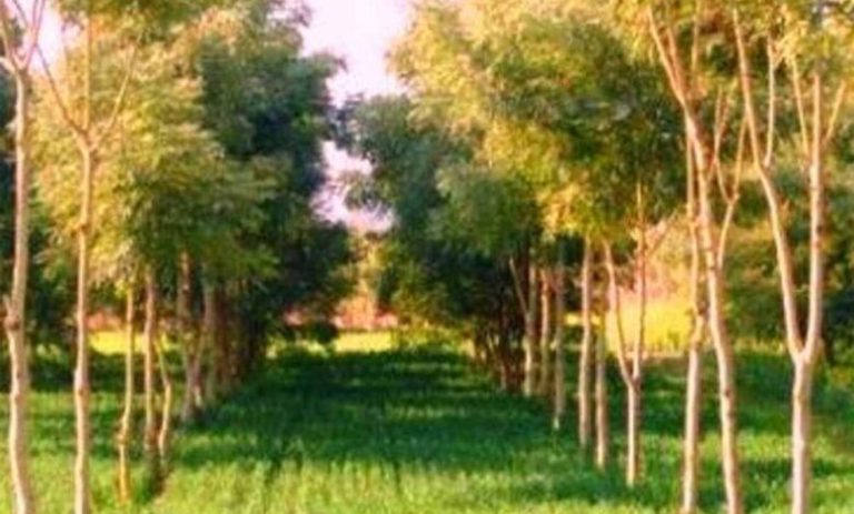 छत्तीसगढ़-में-उद्योगों-के-लिए-नया-नियम,-एक-हेक्टेयर-भूमि-पर-लगाने-होंगे-2,500-पौधे